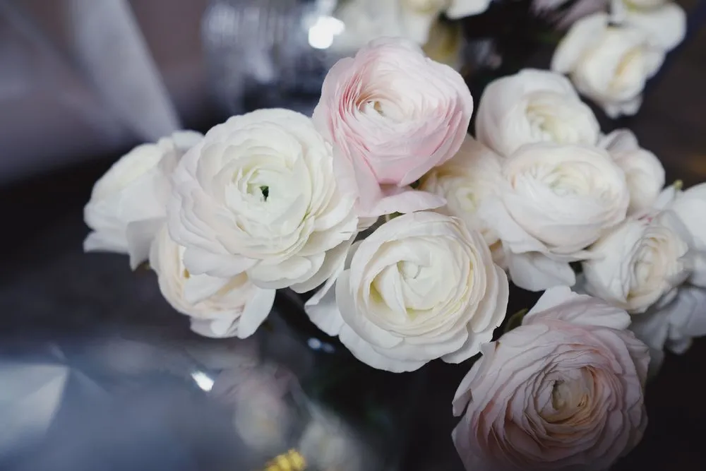 Ivory Elegance